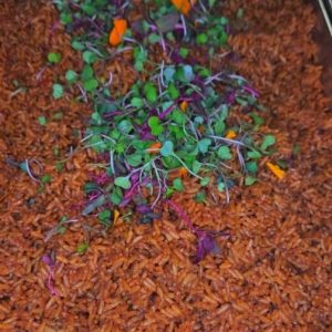 Jollof-rice